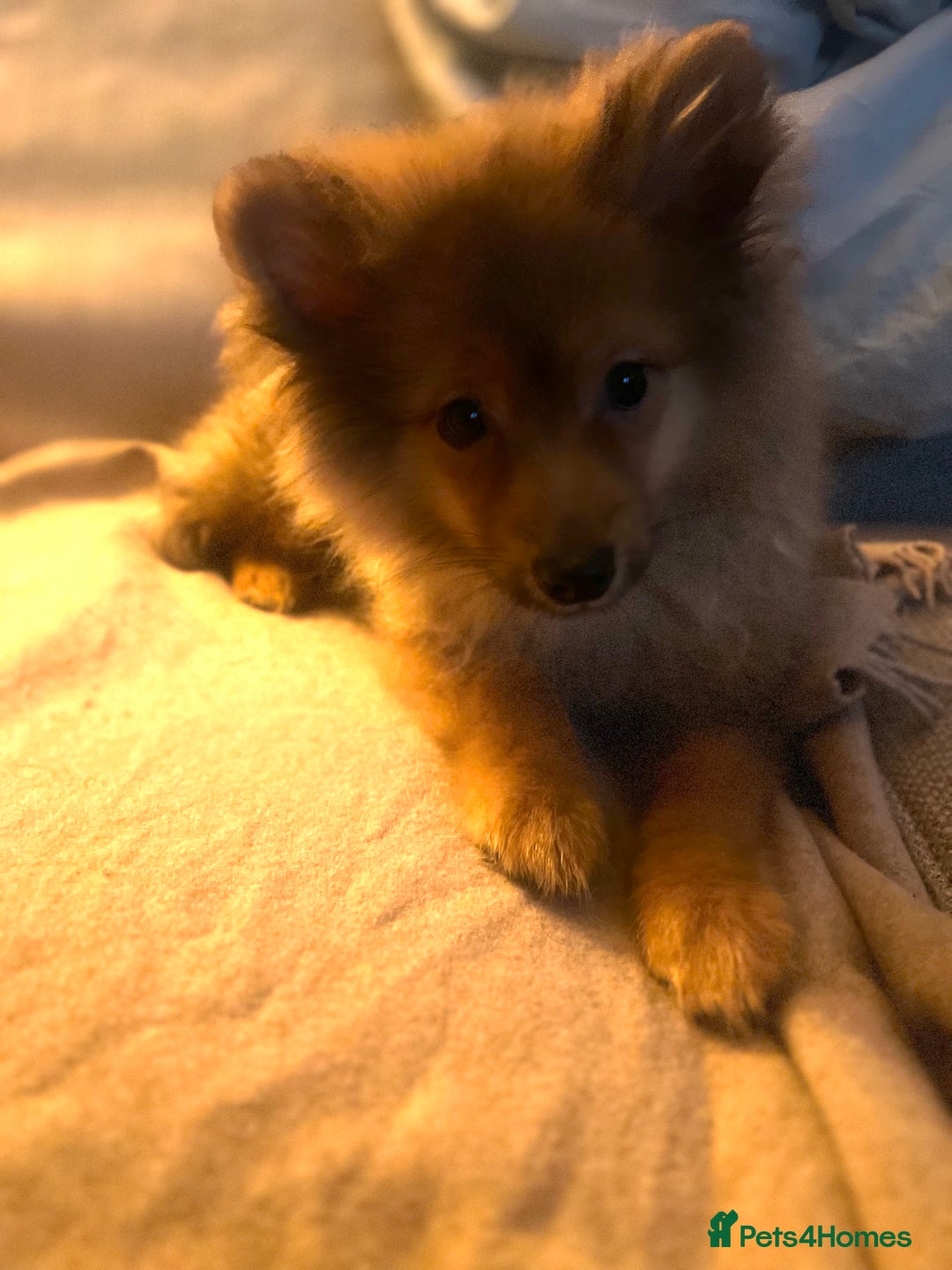 Mixed Breed dogs for sale: Forever Home Wanted  - Advert 10