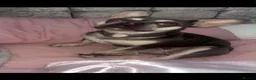 French Bulldog dogs for sale: French Bulldog female - Advert 2
