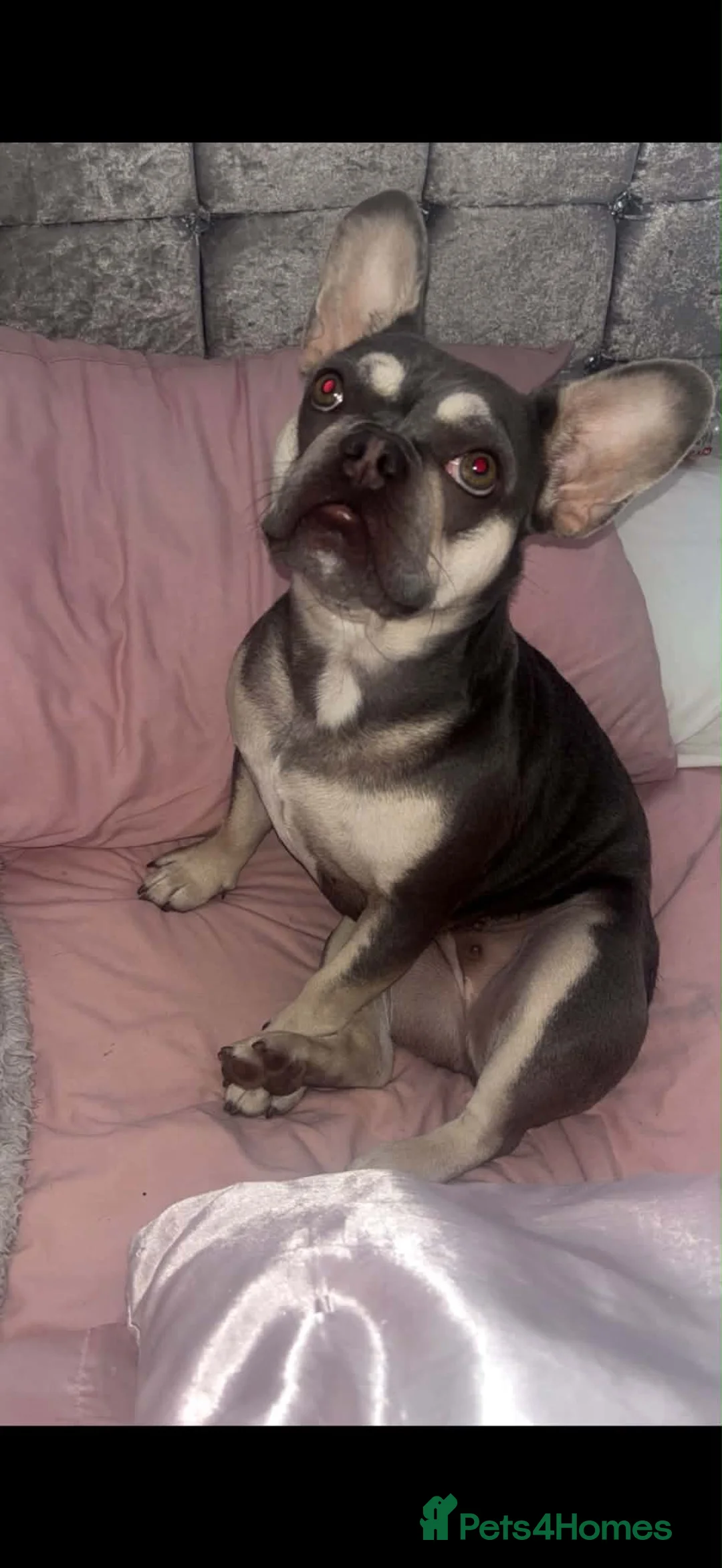 French Bulldog dogs for sale: French Bulldog female - Advert 2