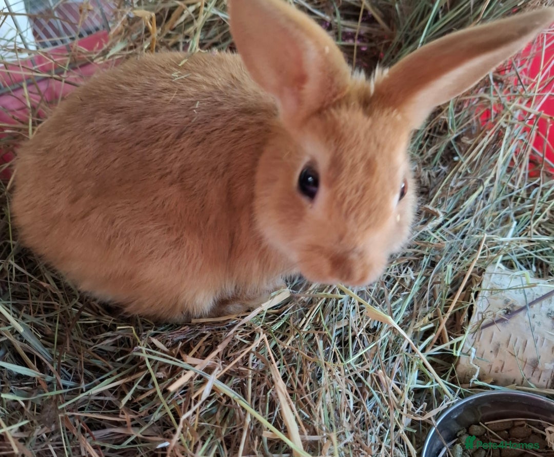 Mixed Breed rabbits for sale: Netherland dwarf x Dutch rabbits - Image 7