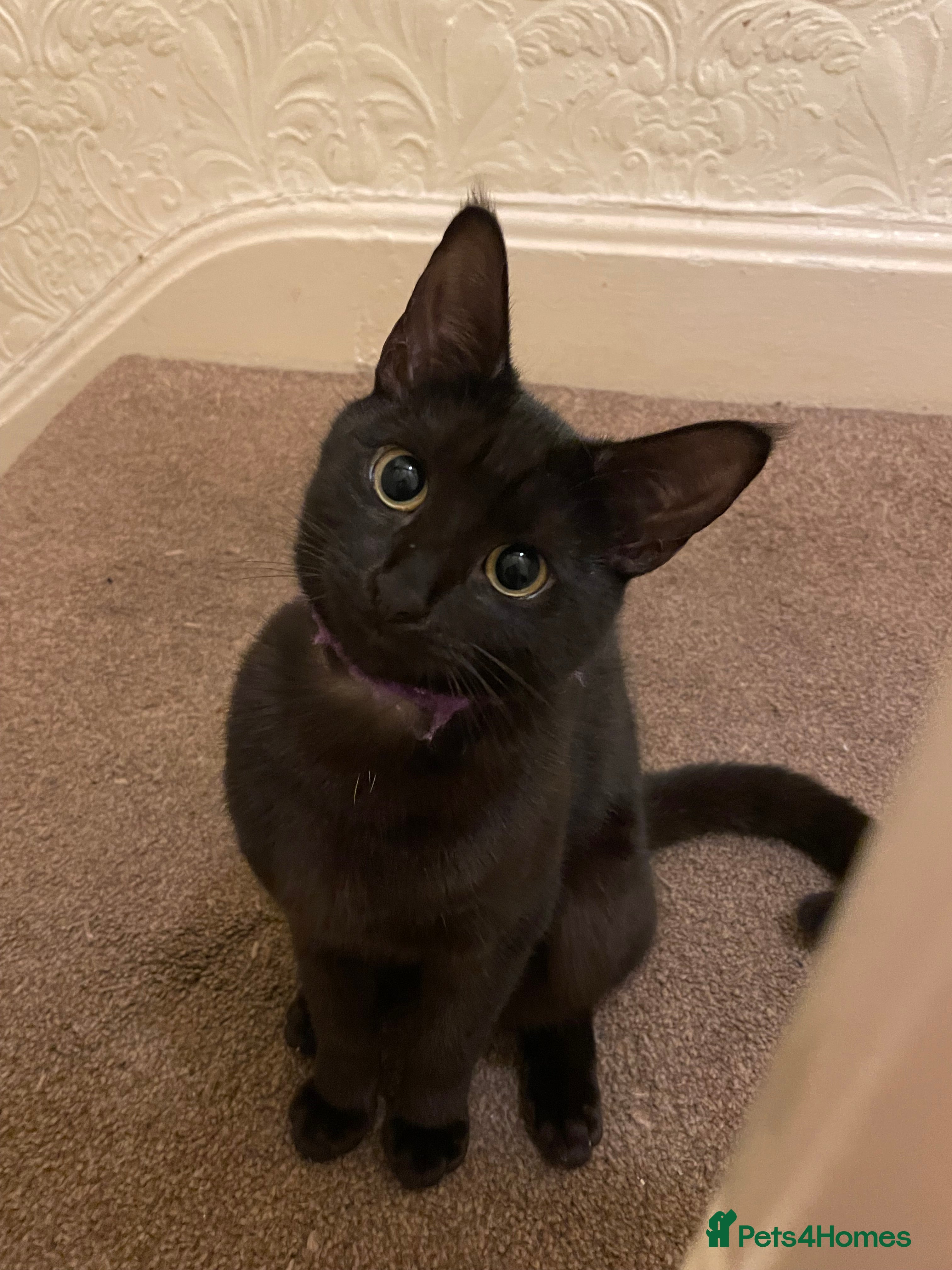 Mixed Breed cats for sale: Two kittens and mother cat in Wallasey - Advert 6