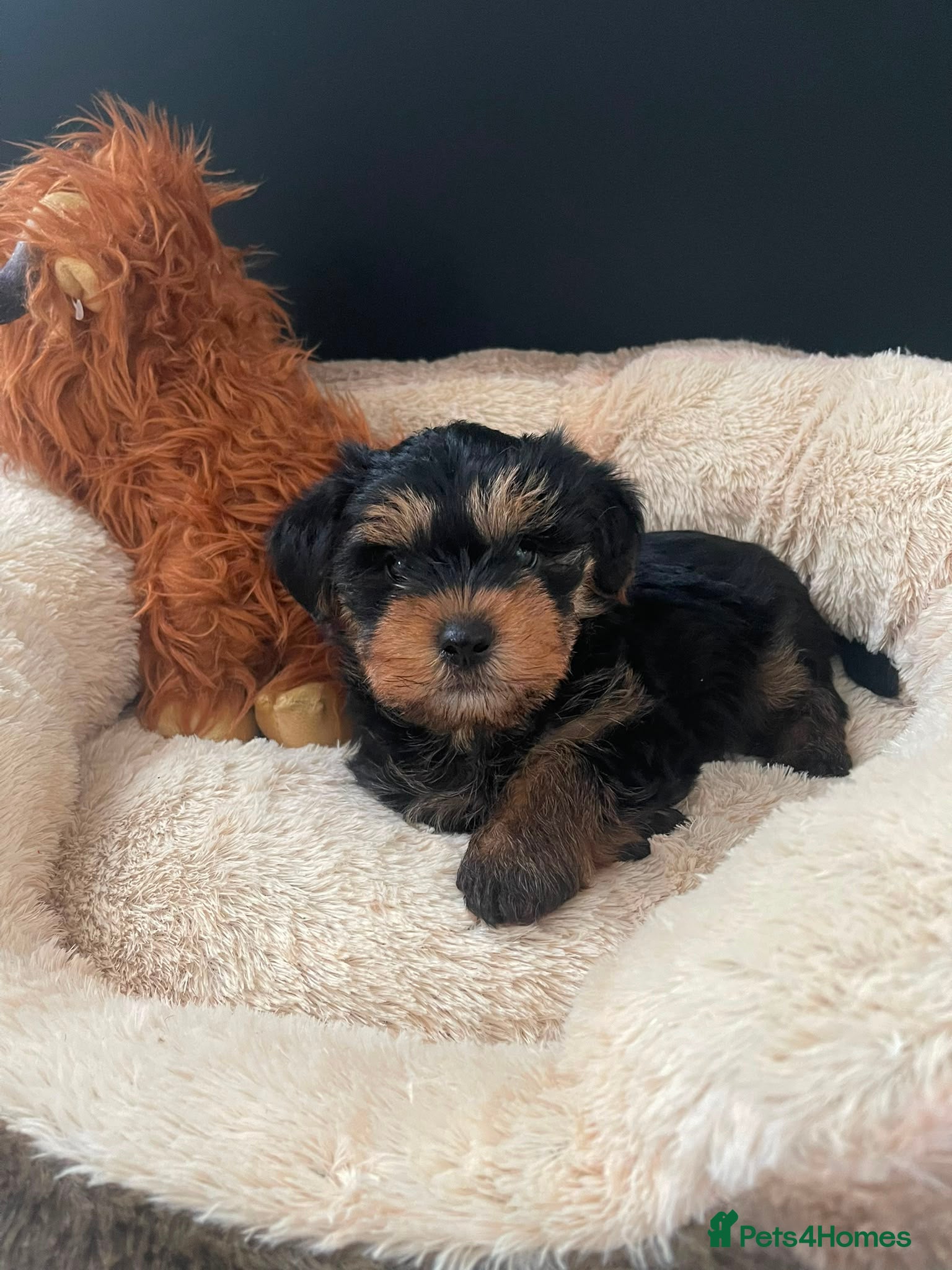 Shorkie dogs  Shorkie puppies Ready for their Forever Homes ✨ - Advert 2