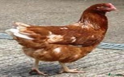 Chickens poultry for sale: Chickens for sale in Leatherhead - Image 2