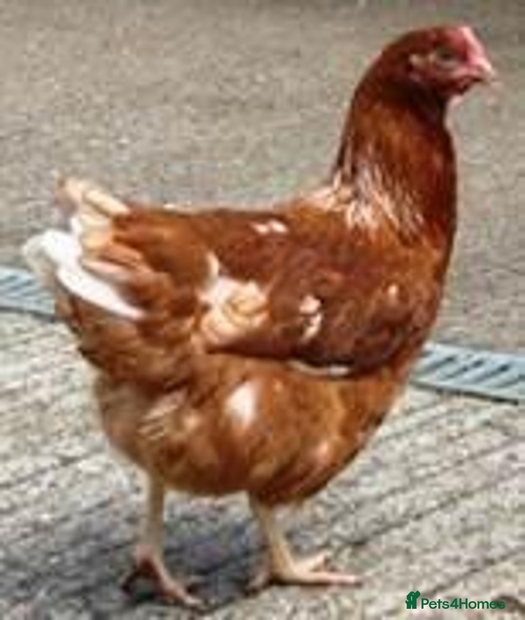 Chickens poultry for sale: Chickens for sale in Leatherhead - Image 2