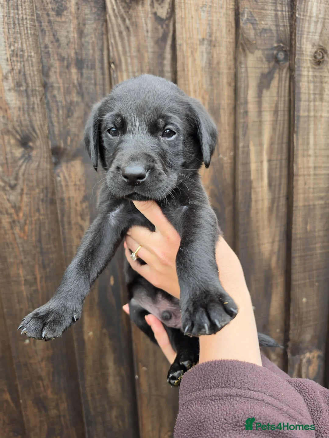 Labrador Retriever dogs for sale: READY TO LEAVE! 1 Black bitch 1 yellow dog left - Advert 28