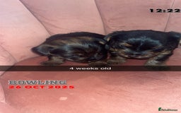 Yorkshire Terrier dogs for sale: Yorkshire terrier  **   - Advert 8