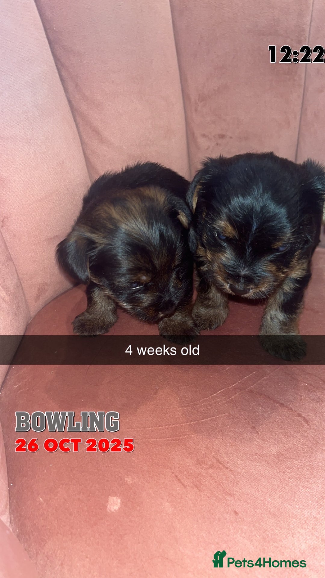 Yorkshire Terrier dogs for sale: Yorkshire terrier  **   - Advert 8