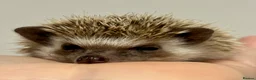 Pygmy Hedgehog rodents for sale: Girls Boys Ethically Bred African Pygmy Hedgehogs - Advert 8