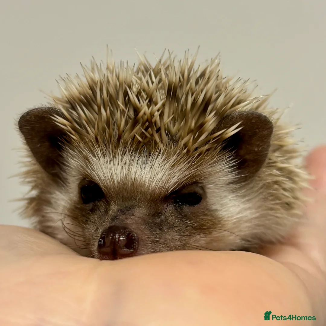 Pygmy Hedgehog rodents for sale: Girls Boys Ethically Bred African Pygmy Hedgehogs - Advert 8