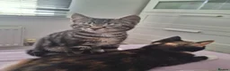 Mixed Breed cats for sale: Four gorgeous kittens  in Wimborne - Advert 9
