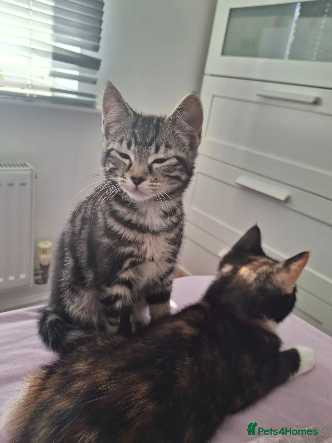 Mixed Breed cats for sale: Four gorgeous kittens  in Wimborne - Advert 9
