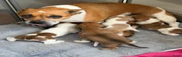 Mixed Breed dogs for sale: Jack bullshund - Advert 8