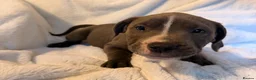 Mixed Breed dogs for sale: Beautiful cross Staffy/American Bulldog puppies  - Advert 11