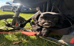 Sprocker dogs for sale: Last boy! READY NOW F1 sprocker spaniels  - Image 21