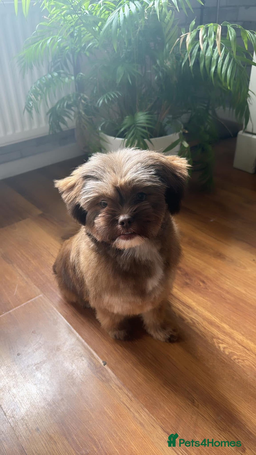 Mixed Breed dogs for sale: Gentle, Child-Friendly Dog Seeking a Loving Home - Advert 5