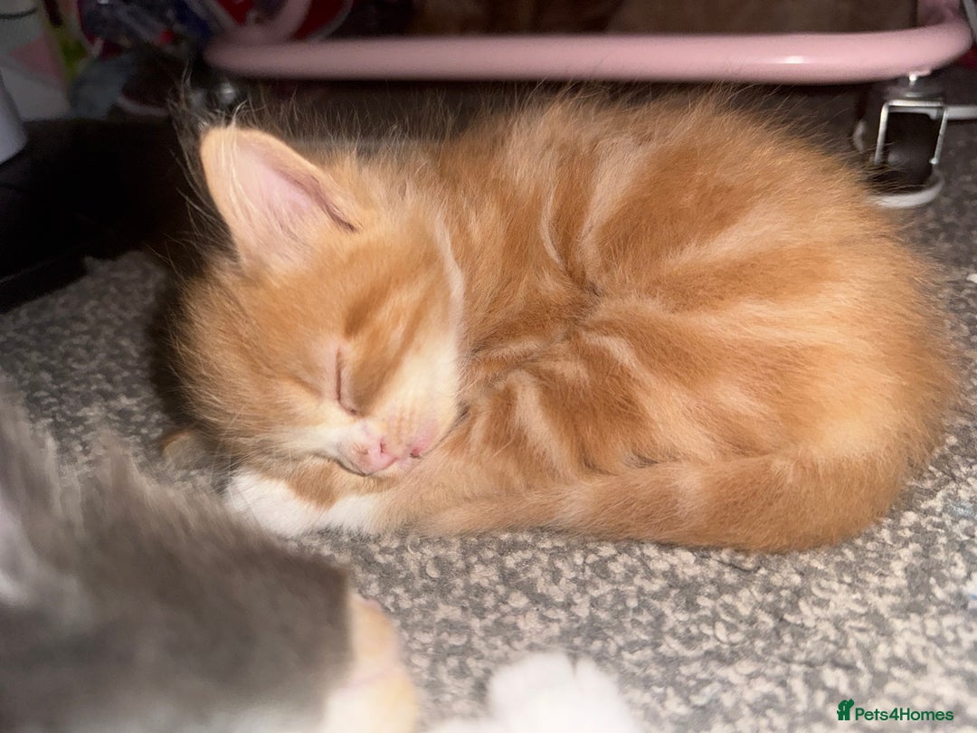Mixed Breed cats for sale: X2 Beautiful fluffy ginger boys  - Image 8