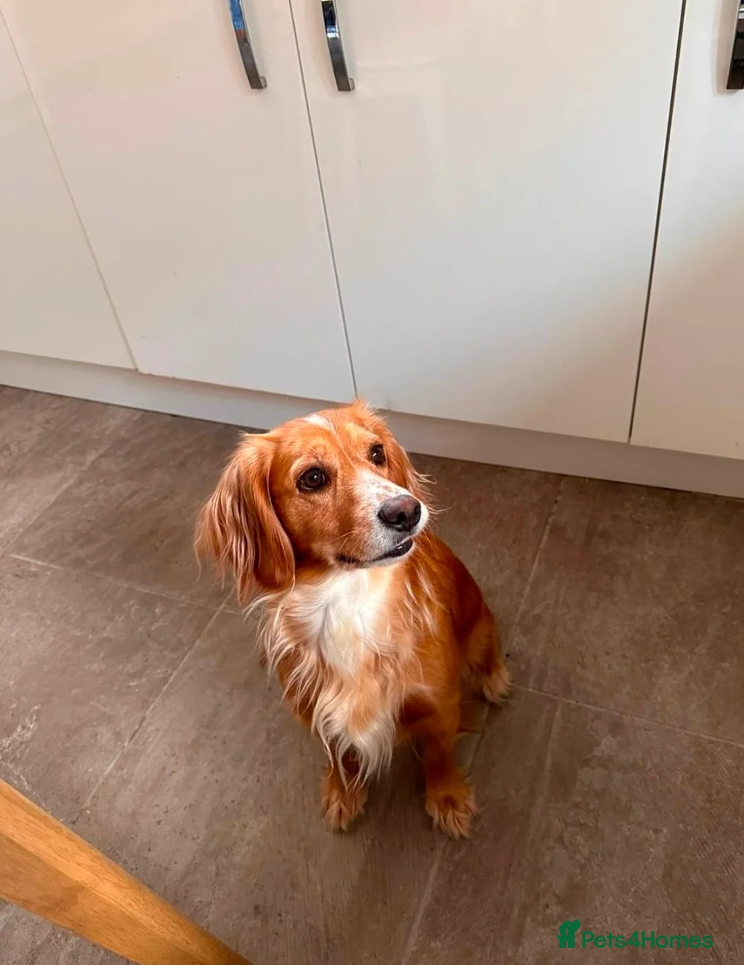 Cocker Spaniel dogs for sale: Working cocker spaniel puppies in Stratford-upon-Avon - Advert 1