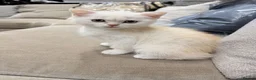 British Shorthair cats for sale: mixed Scottish fold & British short hair  - Advert 5