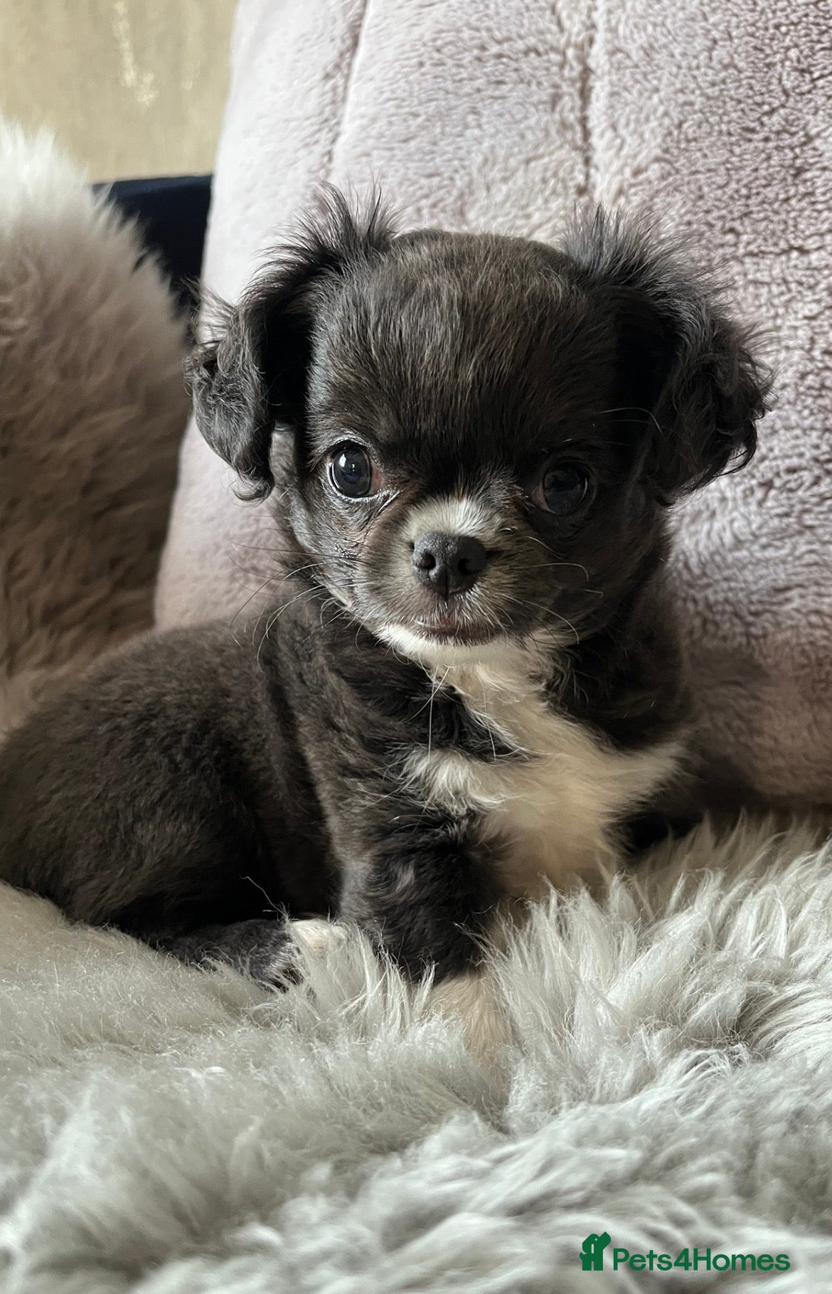 Chihuahua dogs LAST KC LH CHIHUAHUA BOY - Advert 6
