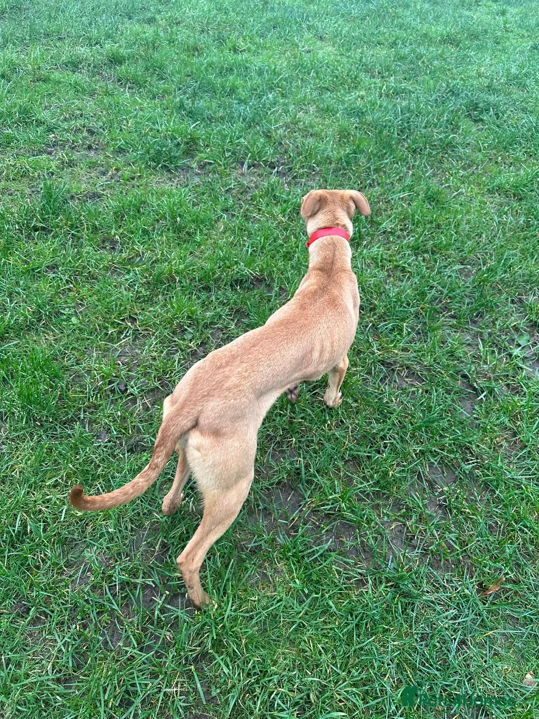 Lurcher dogs for sale: Lurcher in Hengoed - Advert 2