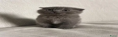 Scottish Fold 2