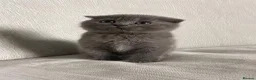 Scottish Fold cats for sale: Scottish Fold Toys - Advert 8