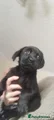 No collar Labrador Retriever 2