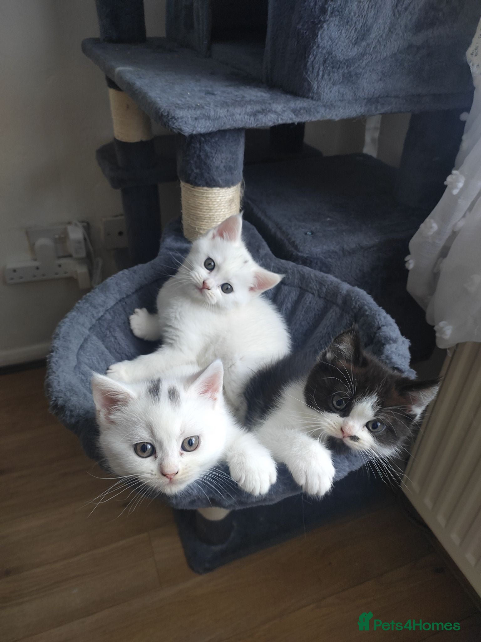 Persian cats Persian Cross Kittens – 2 Males & 1 Female - Advert 11