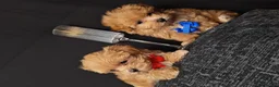 Maltipoo dogs for sale: Maltipoo Miny ready to Leave soon - Advert 6