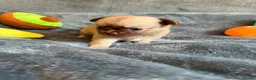 Chihuahua dogs for sale: Stunning Chihuahua Puppies Ready Soon 🐾 - Advert 9