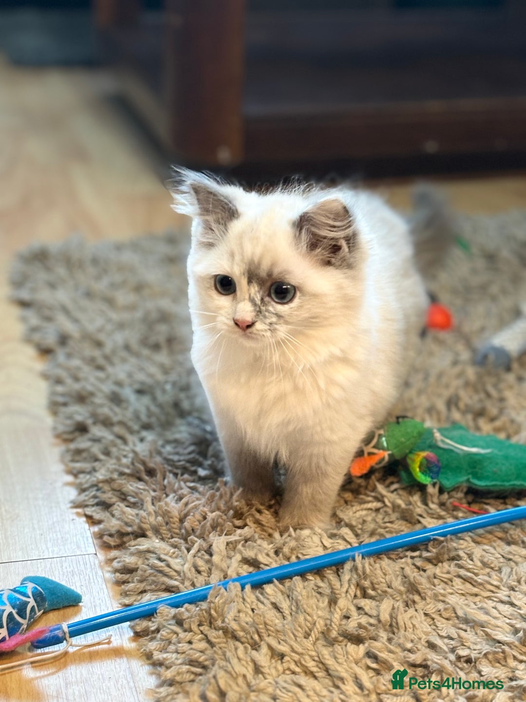 Ragdoll cats for sale: Stunning Ragdoll kittens available now - Advert 4