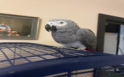 Parrots birds for sale: Tame African Grey  - Image 4