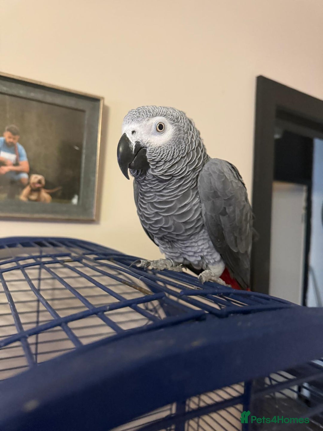 Parrots birds for sale: Tame African Grey  - Image 4