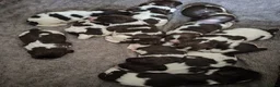English Springer Spaniel dogs for sale: Gorgeous KC reg ES spaniel Pups - Advert 3
