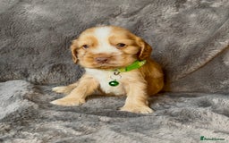 Cocker Spaniel dogs for sale: KC Reg Show Type Cocker Spaniel Pups. Family Home  - Image 22