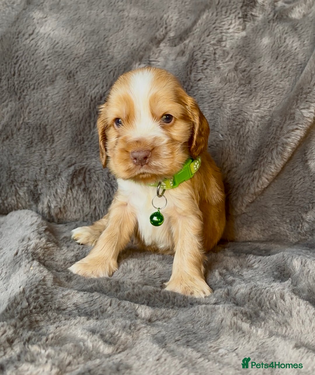 Cocker Spaniel dogs for sale: KC Reg Show Type Cocker Spaniel Pups. Family Home  - Image 22