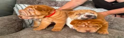 Shar Pei dogs for sale: 7 WEEKS Beautiful KC Registered Shar Pei Puppies - Advert 5