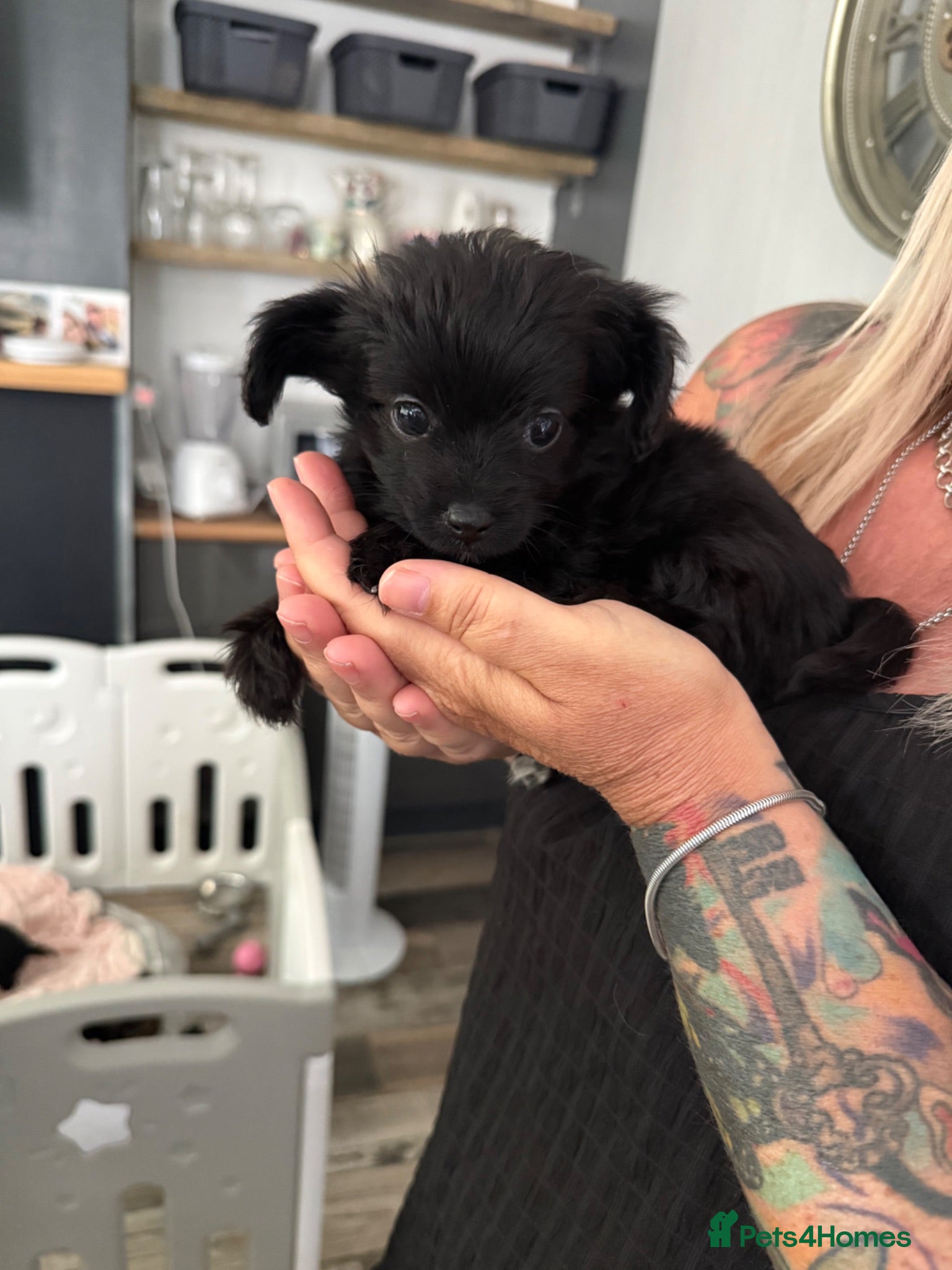 Mixed Breed dogs 3 yorkiepoos ready to go Friday !!!  - Advert 5