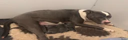 Staffordshire Bull Terrier dogs for sale: classical blue staffys - Advert 13