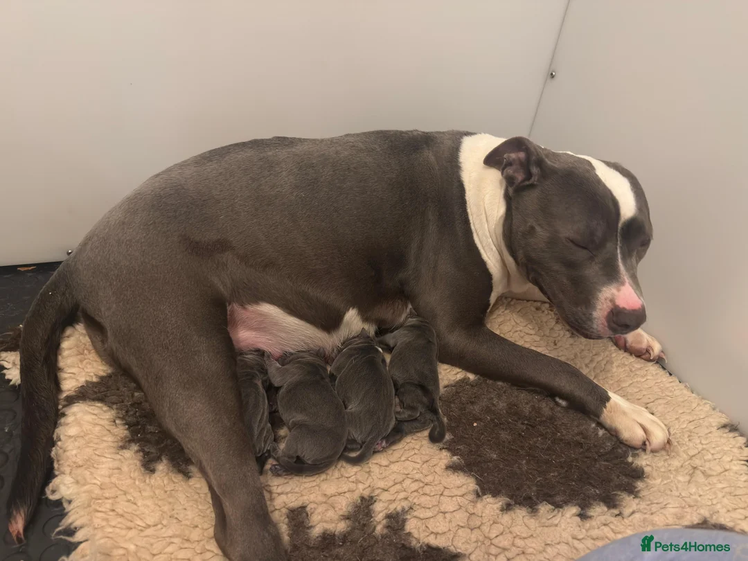 Staffordshire Bull Terrier dogs for sale: classical blue staffys - Advert 13