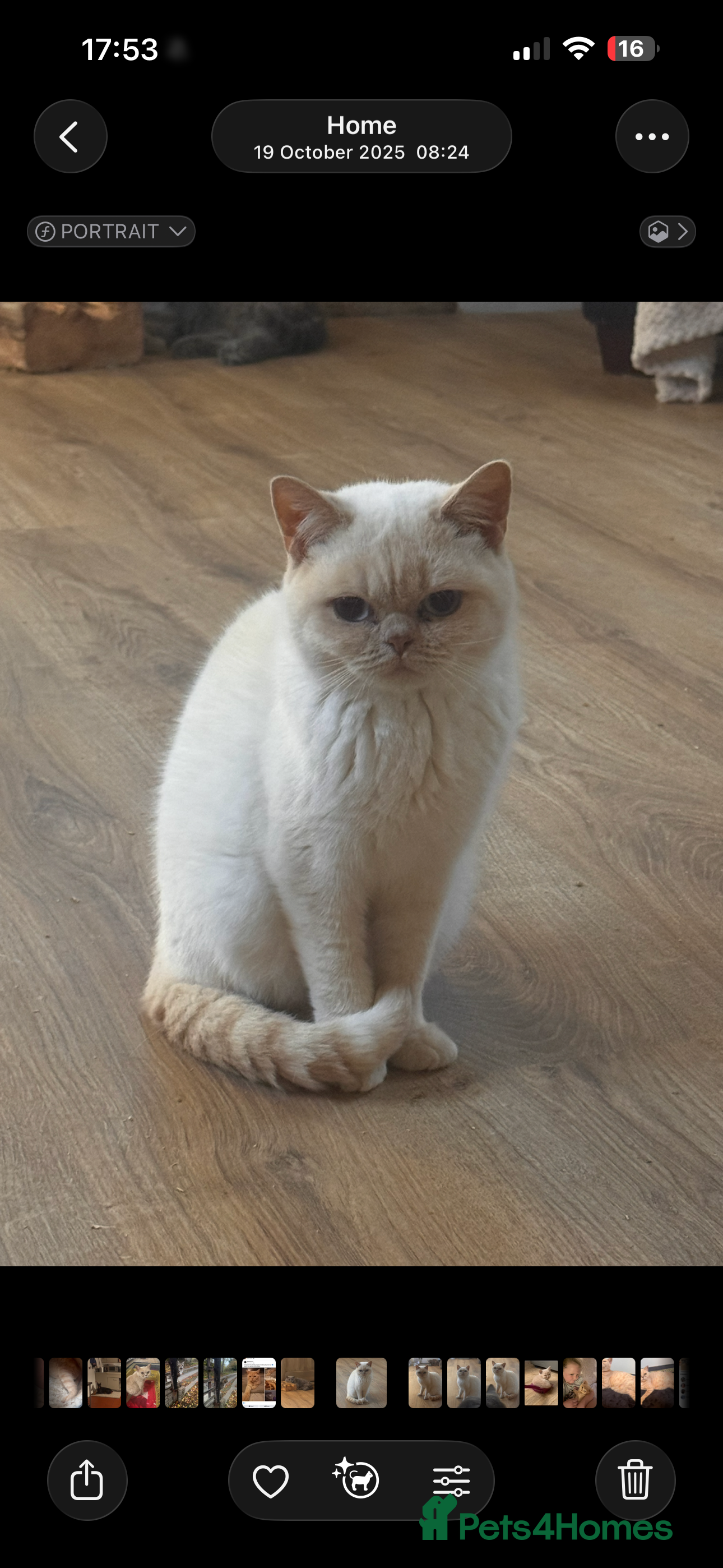 British Shorthair cats Male cream colourpoint  - Advert 2