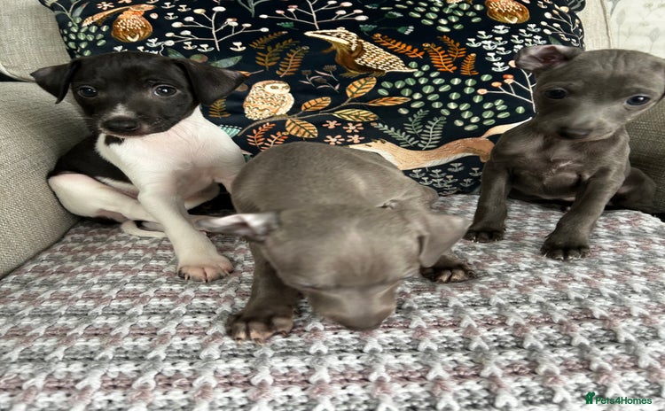 Italian Greyhound dogs - Advert 1