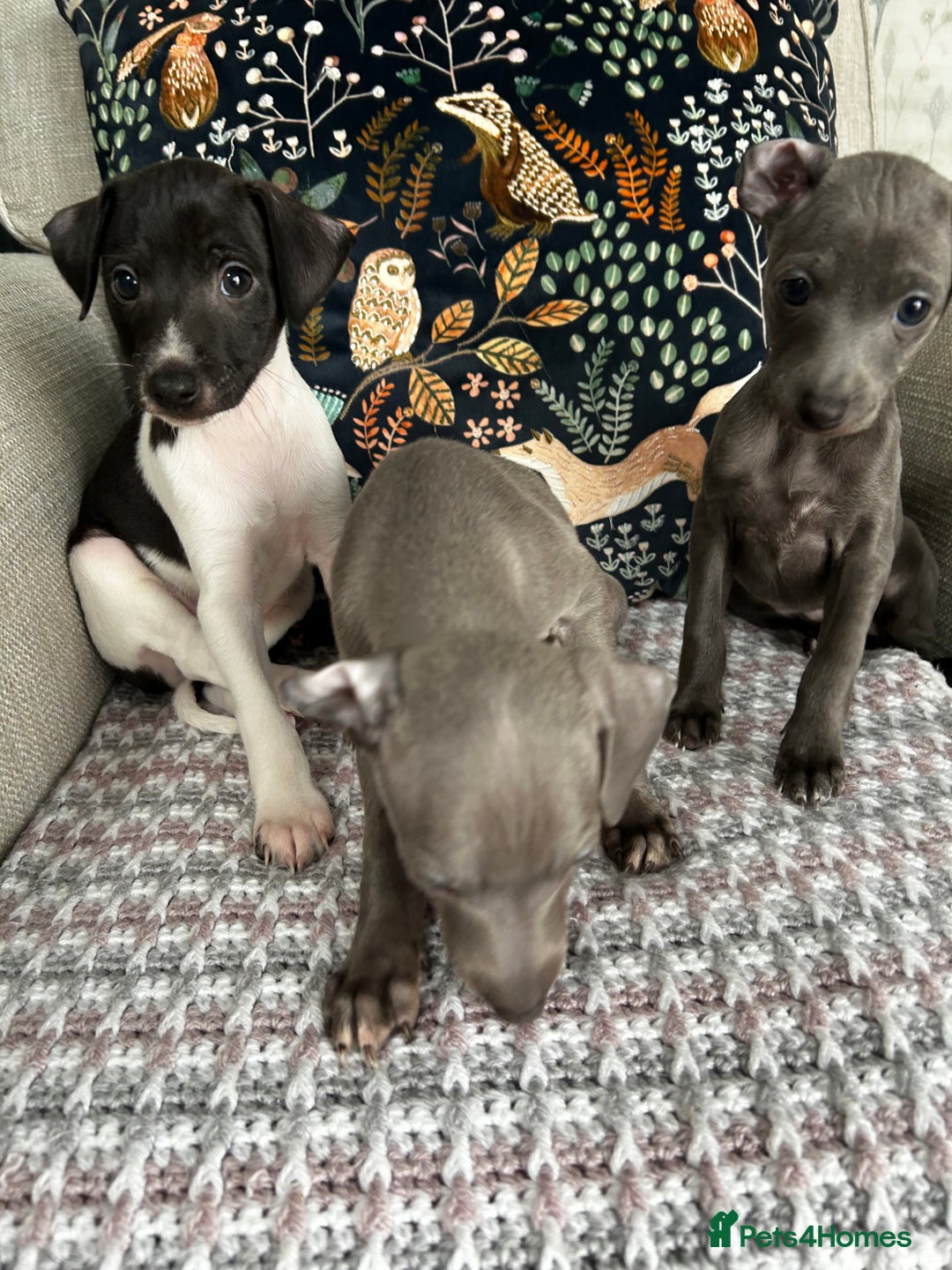 Italian Greyhound dogs for sale: Gorgeous iggy pups - Image 1