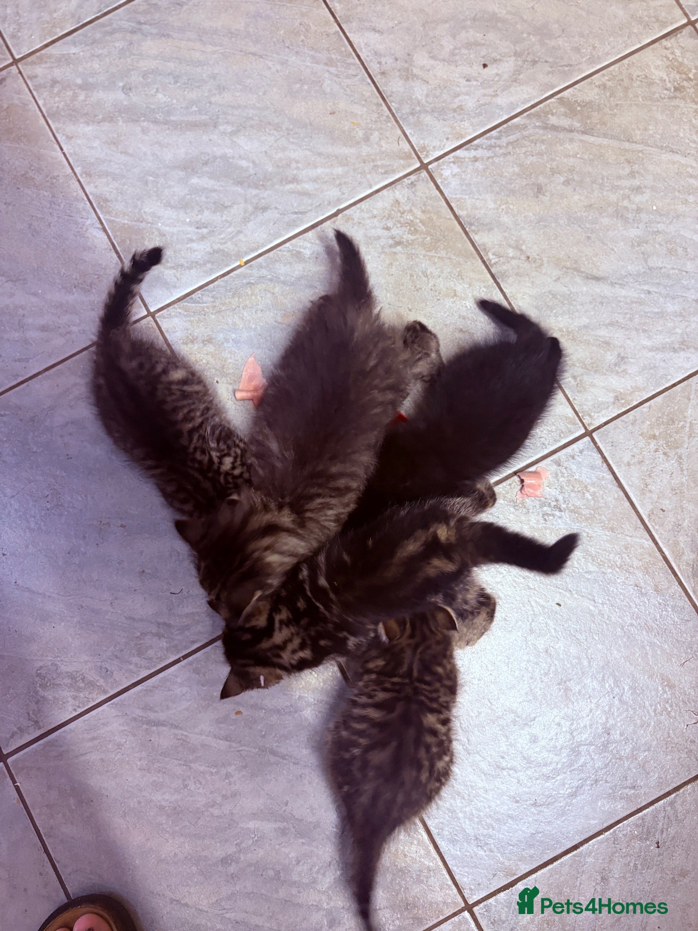 Mixed Breed cats Litter of 5 kittens looking for forever homes🐈‍⬛ - Advert 1