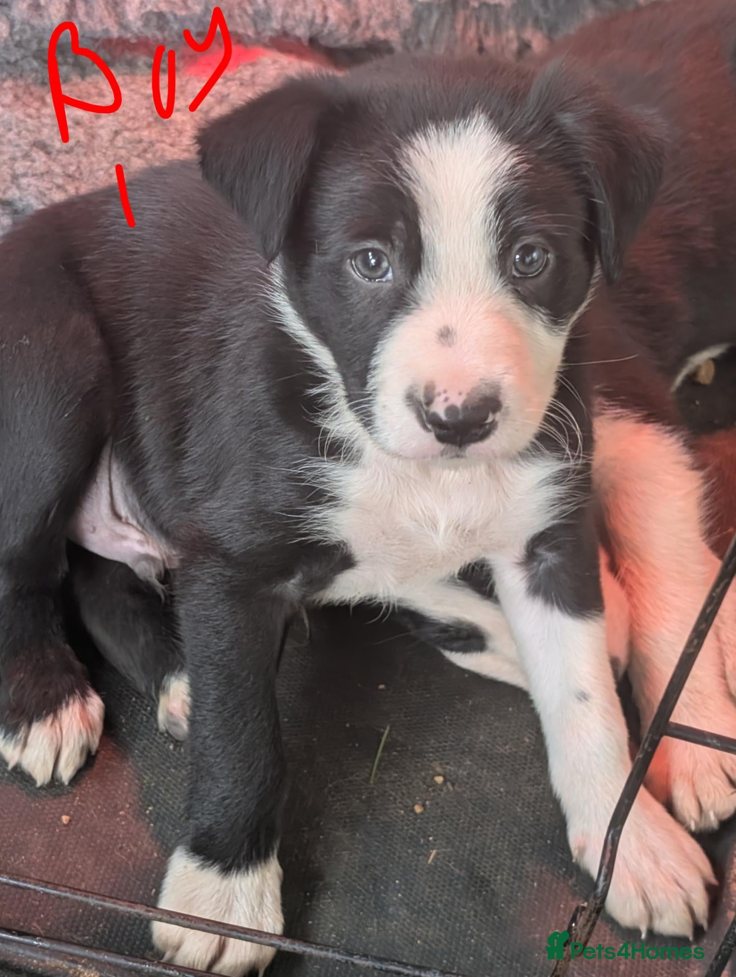 Border Collie dogs Border collie puppies  - Advert 2