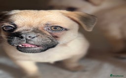 Pomeranian dogs for sale: Pug x Pomeranian mixed breed Puppies  - Advert 5