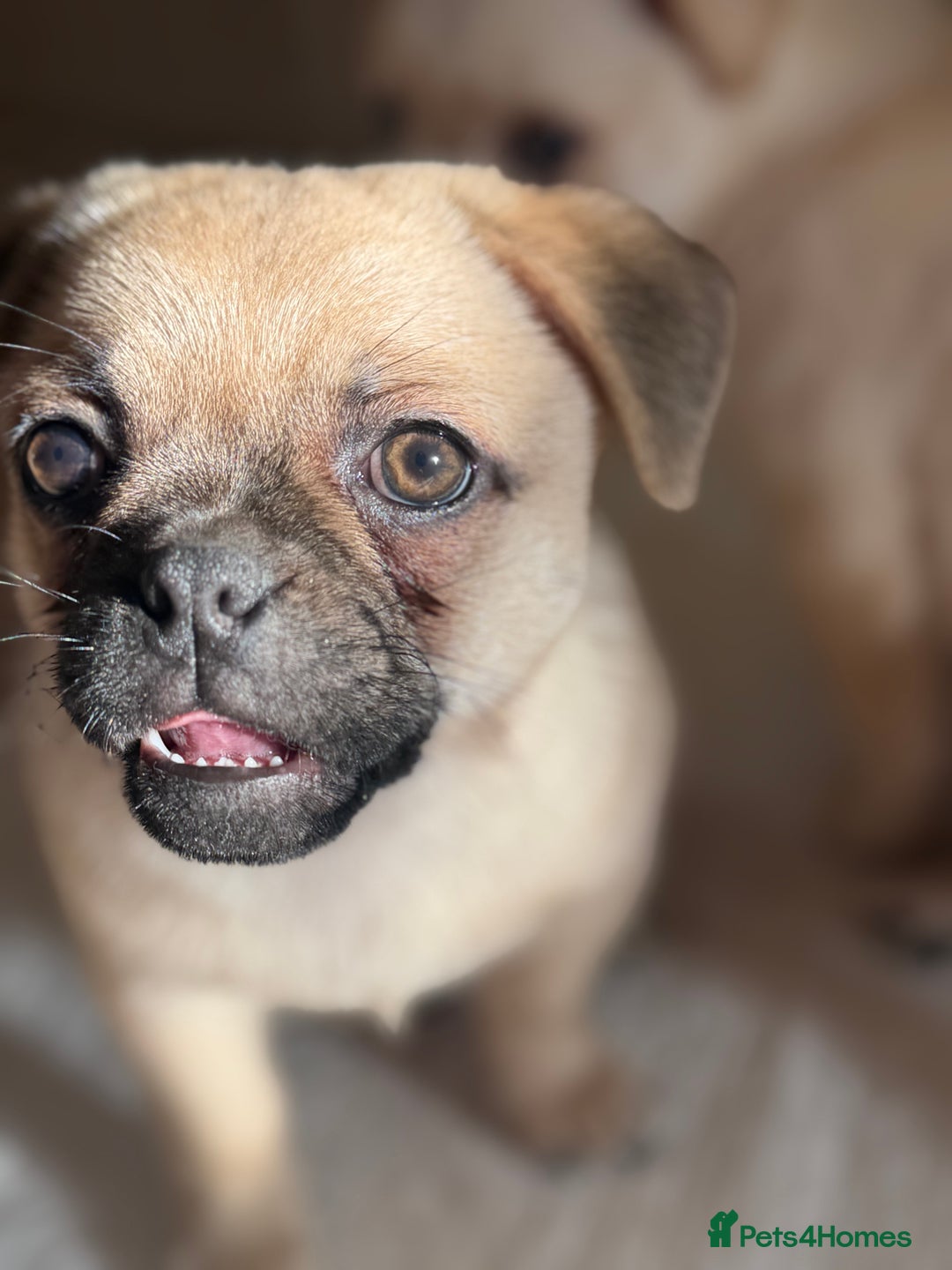 Pomeranian dogs for sale: Pug x Pomeranian mixed breed Puppies  - Advert 5