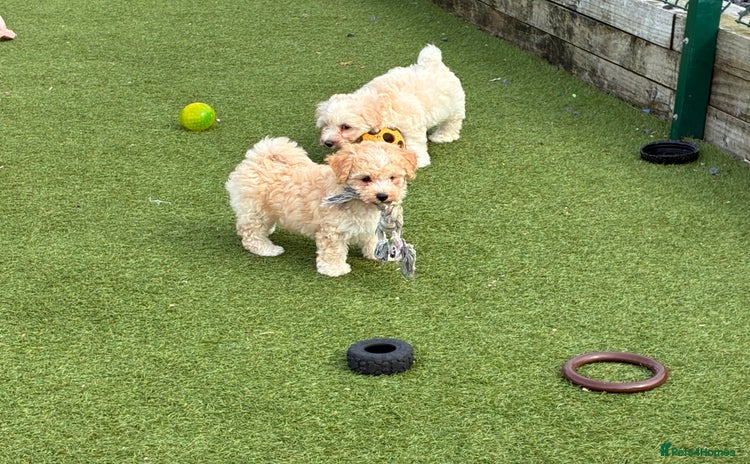 Poochon dogs - Advert 3