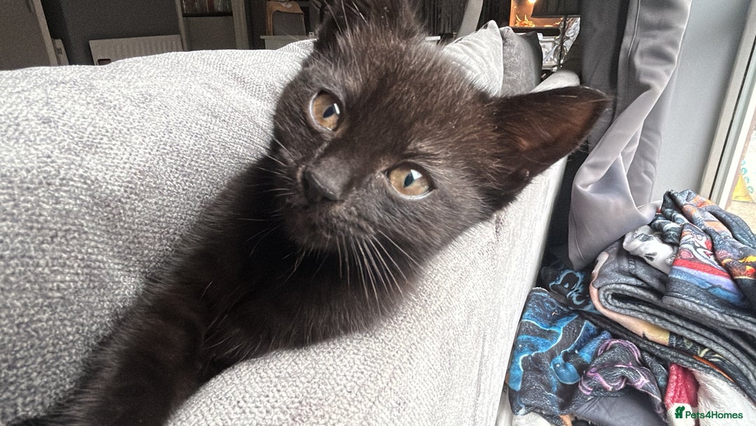 Bombay cats for sale: Female Bombay kitten comes with everything!  - Image 2