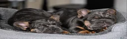 French Bulldog dogs for sale: Fluffy French Bulldog Puppies  - Advert 10